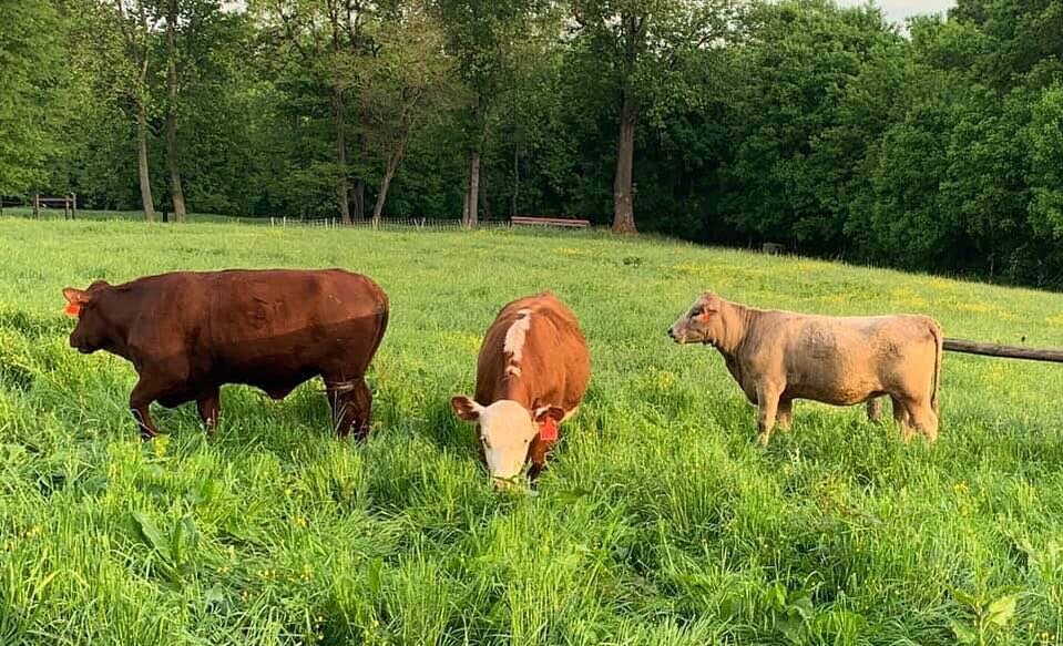 Jessica+Evans+-+Cattle