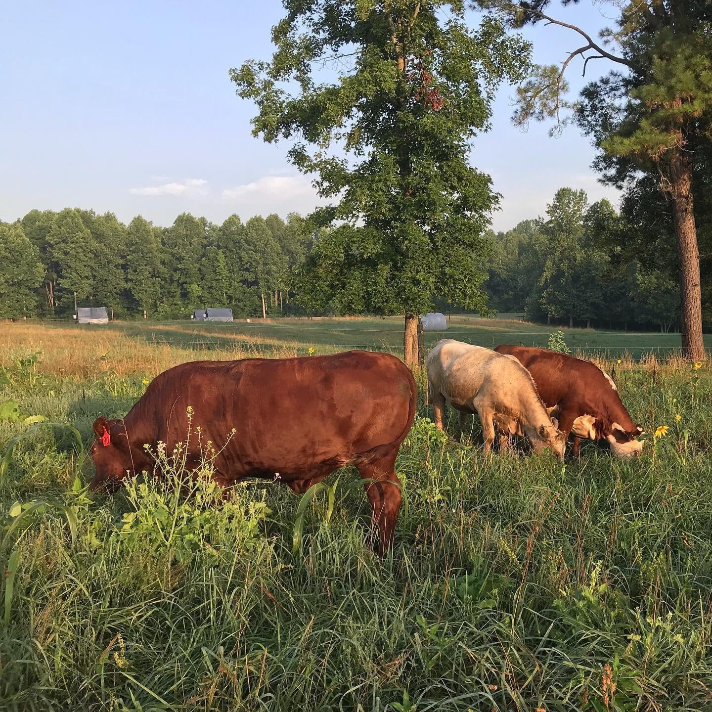 Jessica+Evans+-+Cattle+2