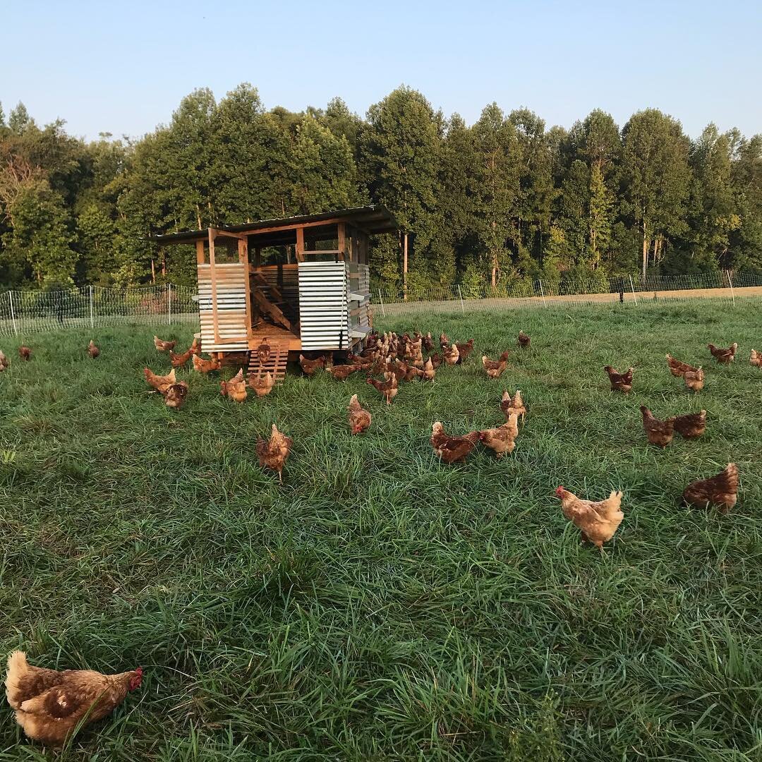 Jessica+Evans+-+Pastured+Eggs